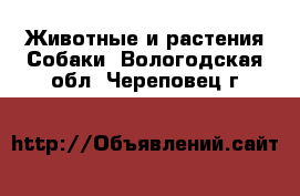 Животные и растения Собаки. Вологодская обл.,Череповец г.